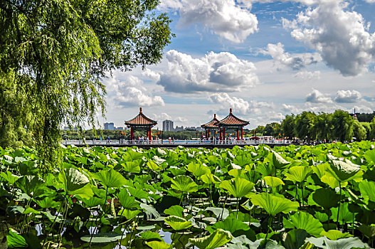bạch thu mien bac
