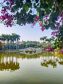 cau bach thu mien phi